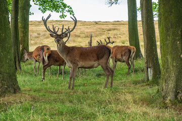 Naklejka na ściany i meble Red Deer inside Lyme Park, Peak District in Cheshire, UK
