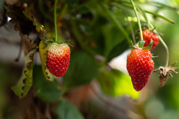 Fresh strawberries that are grown in greenhouses