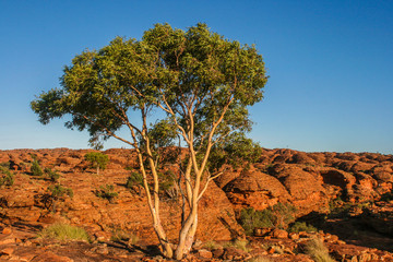 tree in the desert