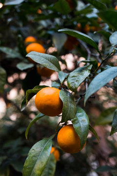 Tangerine tree