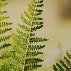 the colorful ferns