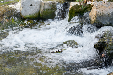 River in the nature