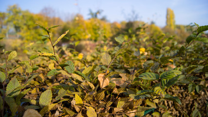 automne