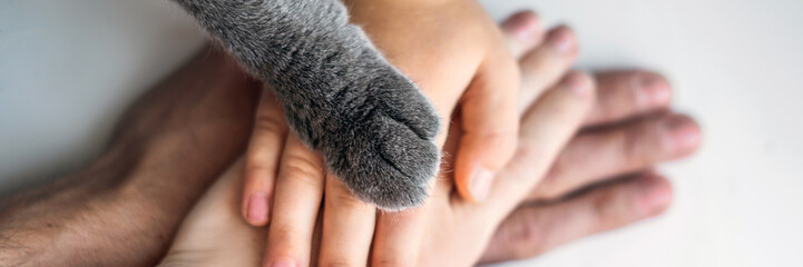 The hands of the family and the furry paw of the cat as a team. Fighting for animal rights, helping...
