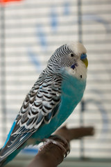 Male blue budgerigar on pole