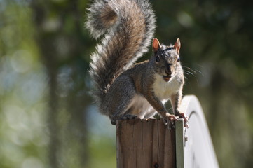 squirrel on tree