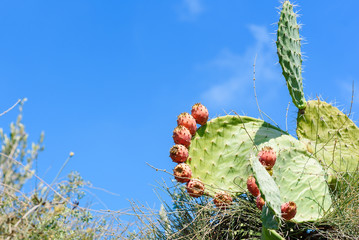 Closeup cactus plants or Opuntia cactus prickly pear on blue sky and white clouds natural...