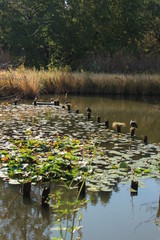 池で休む鳥たち