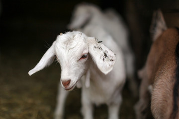 Young white goat kid, blurred barn stable in background. Detail on head.