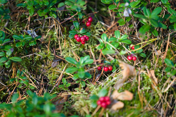 Cowberries in forest