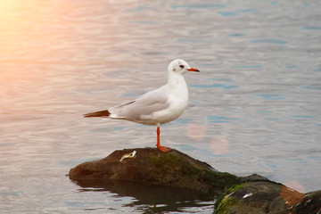 Lonely seagull on the rock