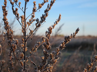 Branches of frozen weed