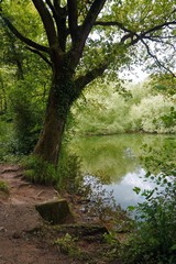 the  trees in the lake