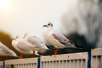 Seagulls are sunbathing on the fences