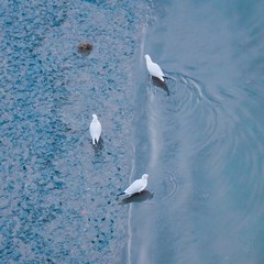 the birds in the nature