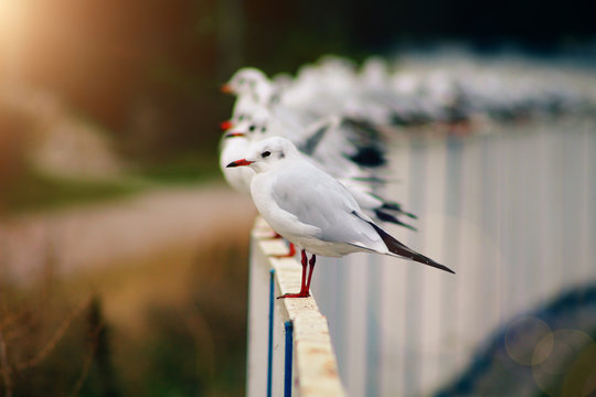 Seagulls are sunbathing on the fences