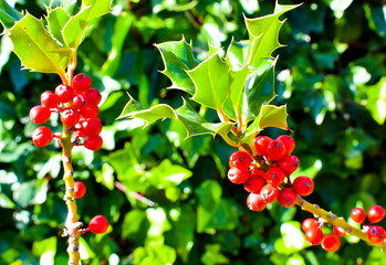 CLOSEUP VIEW OF CHRISTMAS HOLLY TREE BRANCHES WITH MANY CLUSTERS OF RED BERRY FRUITS AND THEIR TRADITIONAL PRICKLY GREEN LEAVES IN A SUNNY DAY OF WINTER
