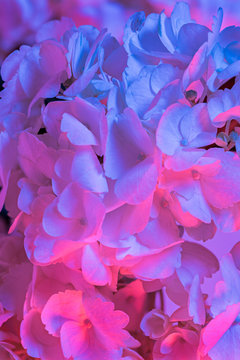Close up of Hydrangea flowers