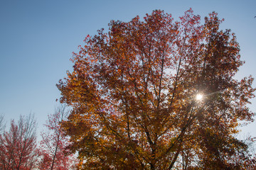 紅葉した葉の間から秋の日差しがまぶしく輝く逆光の広葉樹