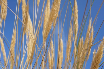 Spighe di grano e cielo azzurro