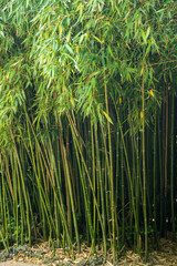 Obraz na płótnie Canvas Thickets of green bamboo