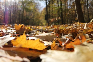 Herbst