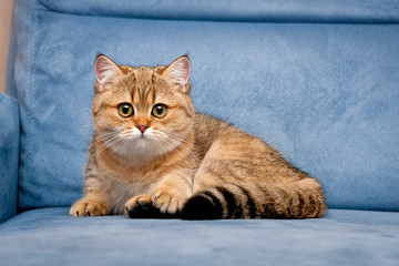 Charming British Golden kitten looking at the camera with big green eyes lying on a blue sofa, cute...