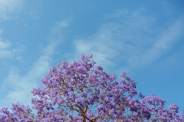 jacaranda flowers on background of blue sky