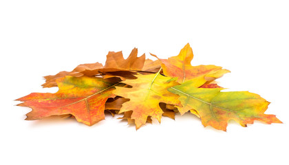 Heap of colorful autumn leaves isolated on white.