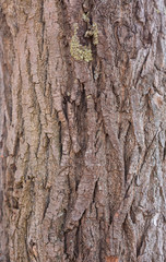 Background. Rough texture of tree bark.