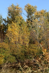 Fototapeta premium autumn in the forest