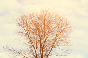 Plakat Silhouette of a tree against a cloudy sky. Forest banner. Toned