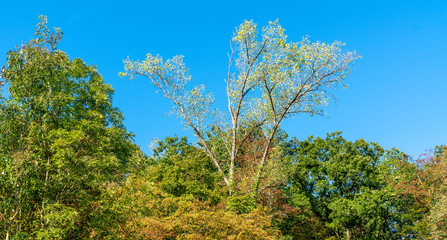 Poplar in Forest