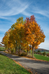 Naklejka premium Herbstbäume