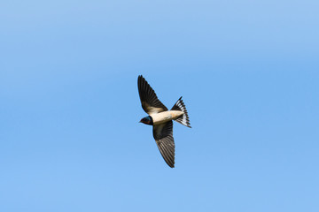 ツバメ飛翔(Barn swallow)