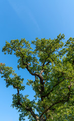 Tree Portrait in Blue Sky