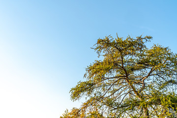 Tree Rising  into the Blue Sky