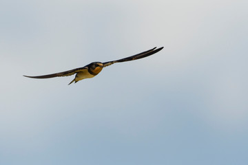 ツバメ飛翔(Barn swallow)