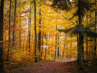 Automne en Alsace, Rosheim 