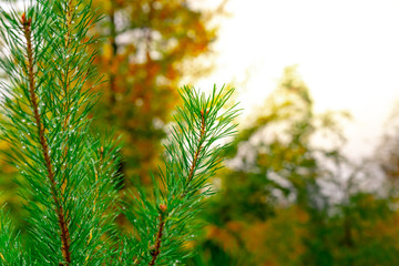 Close Up of a Fir Branch