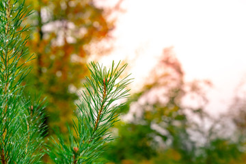 Close Up of a Conifer Branch
