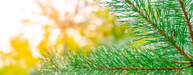Close Up of a Fir Branch