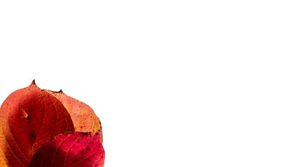 Red Autumn Leaves on White Background