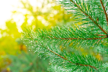 Close Up of a Conifer Branch