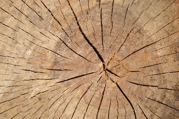 Tree stump with cracks in brown tone  in the forest. Wooden background/texture