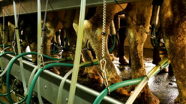 Close up of automated milking line for cows on modern dairy farm