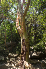 Fototapeta na wymiar Tree with yellow-orange bark in the park