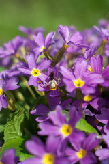 Obraz premium Thomisidae eats a fly on a primrose