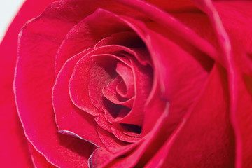 Macro shot of a red rose. Flower of beauty and love. Tender petals of human feelings. Greeting card concept.