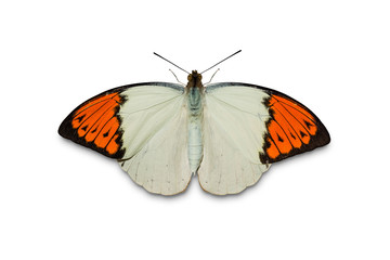 Fototapeta na wymiar Great Orange Tip (Hebomoia glaucippe) butterfly